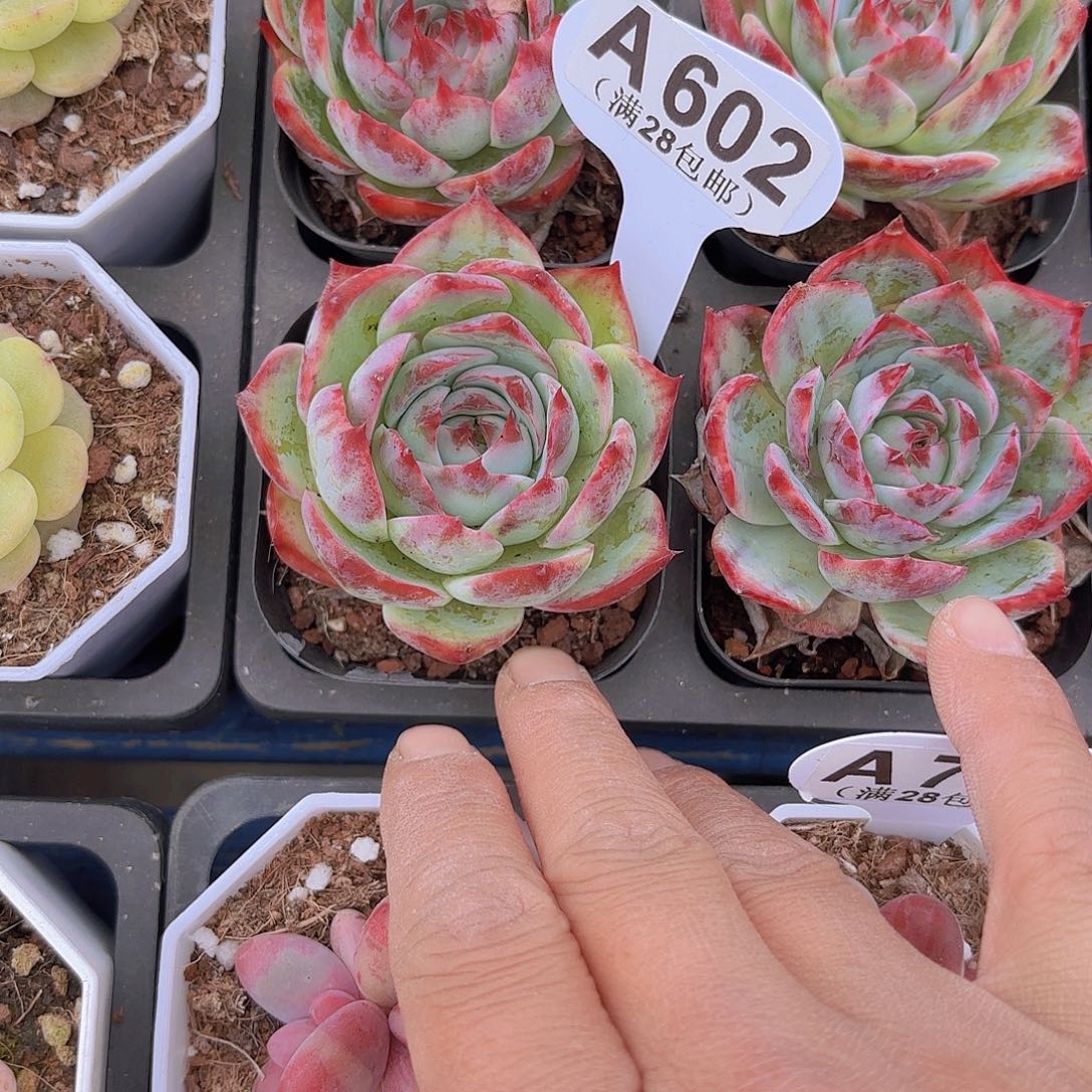 A602惊鸿仙子一物一拍