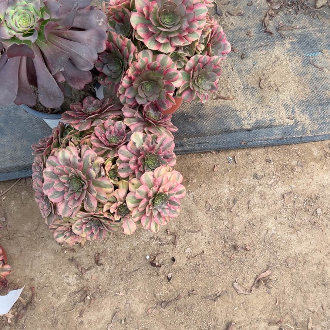 百***衣101三颗组合多肉植物法师