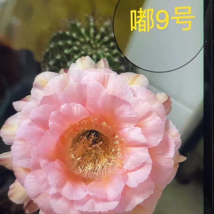 嘟9号4公分以上一代带根球