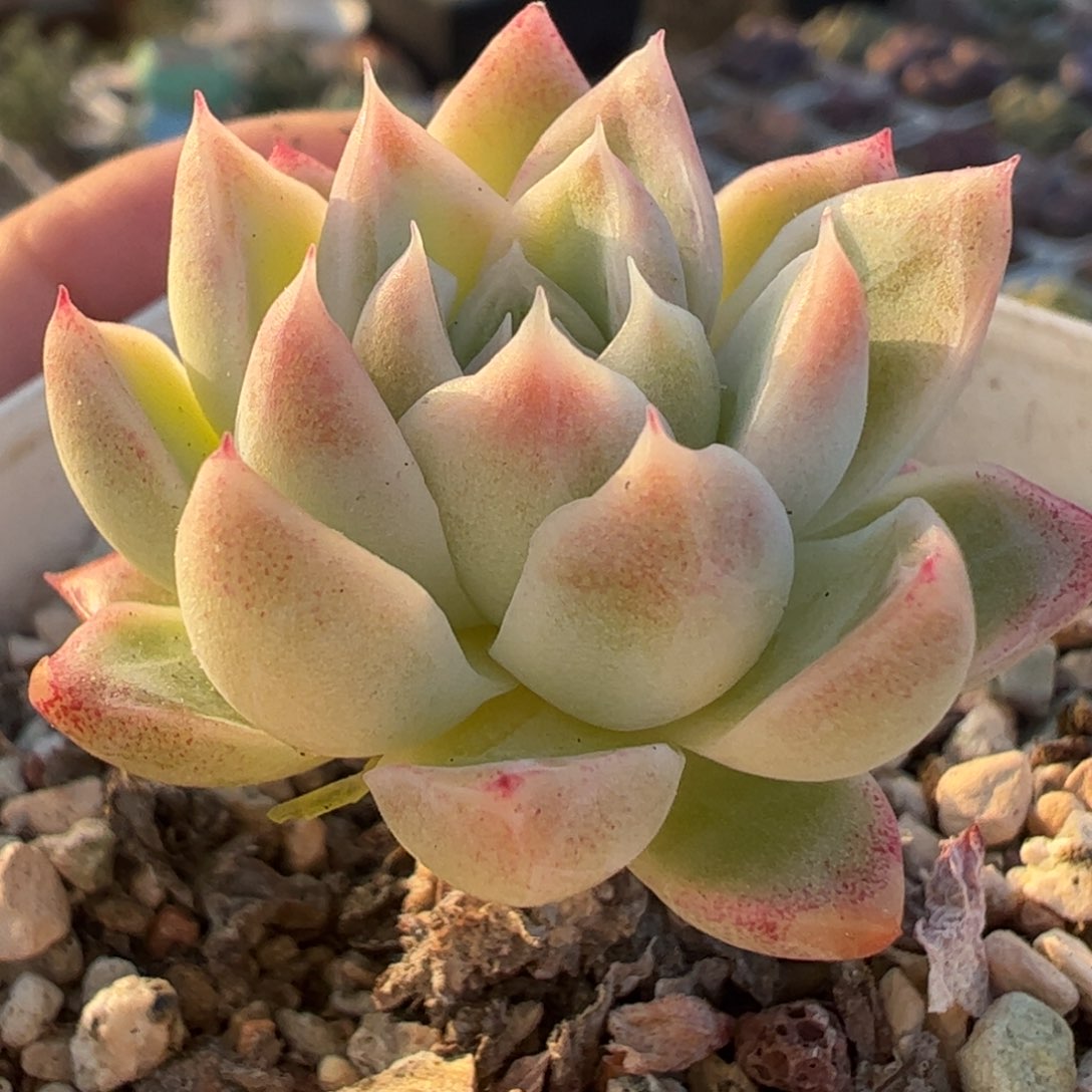 多肉植物百科236