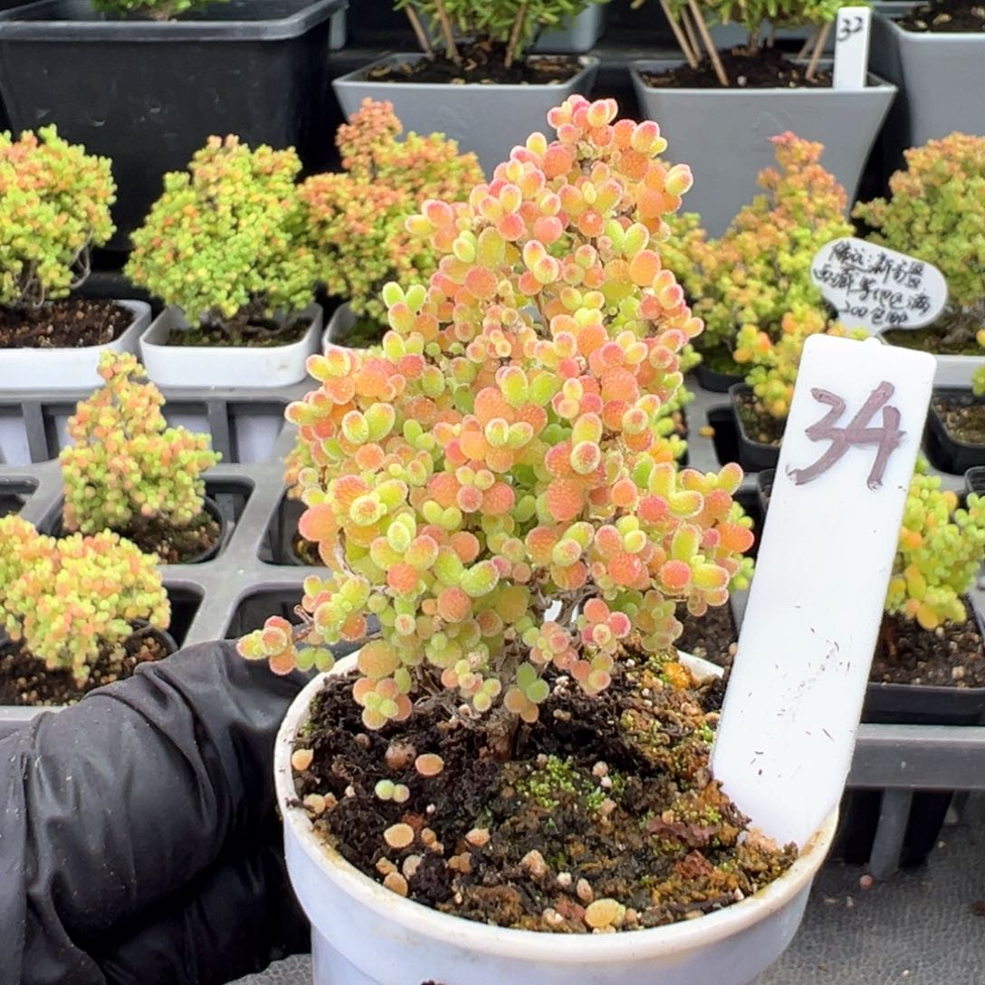 精控蜜橘小树款34号