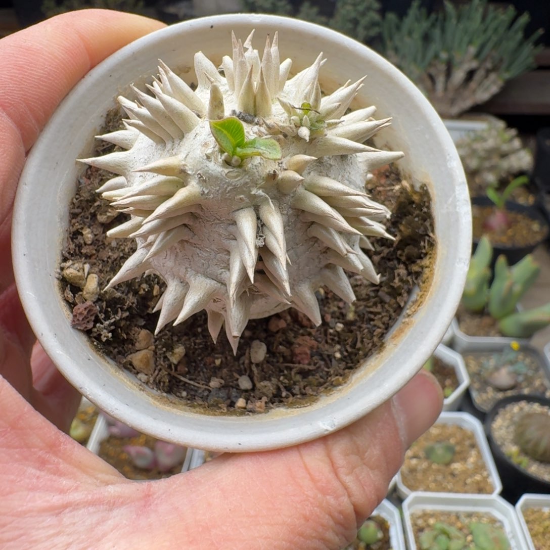 惠比大黑多肉。