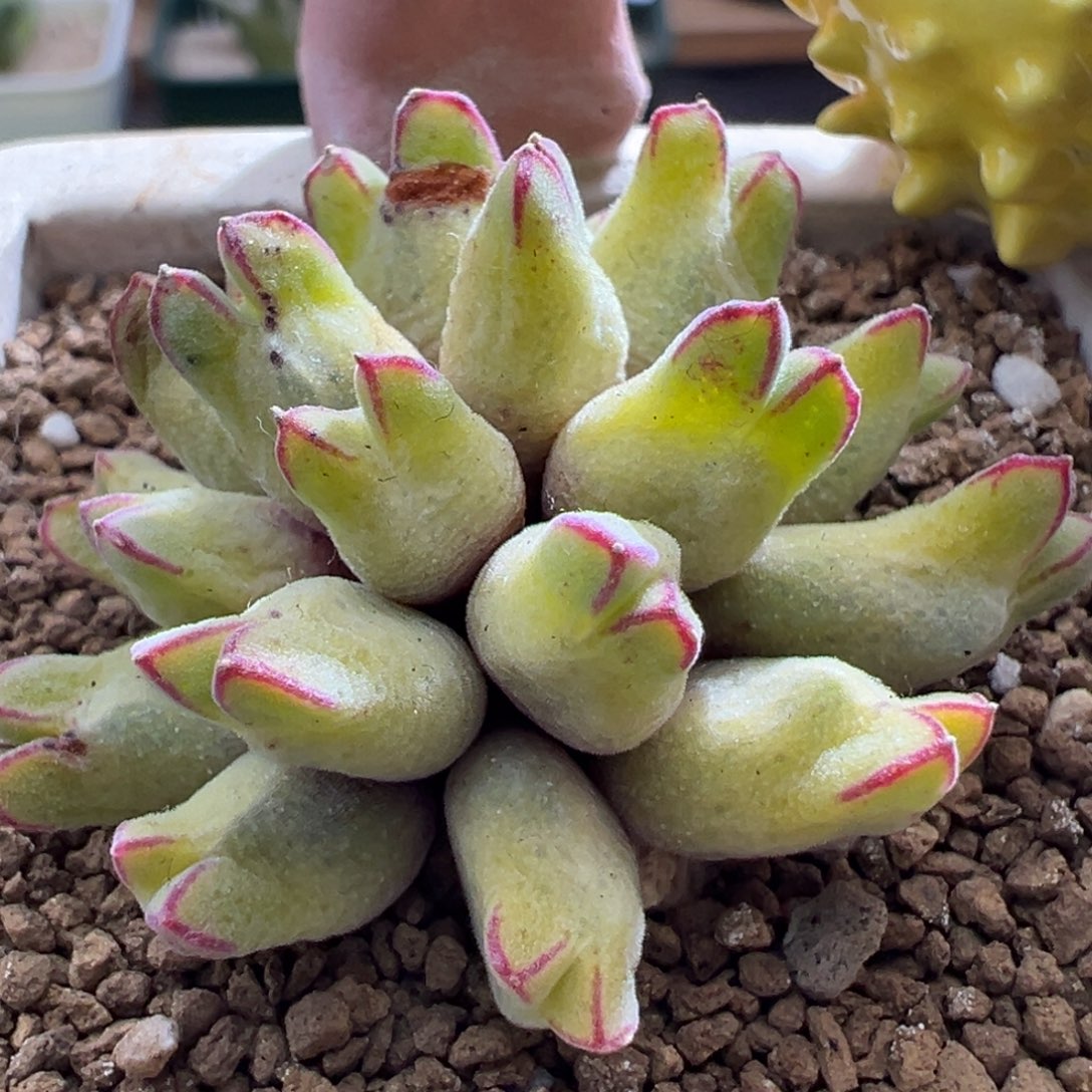 446优选园艺985猪蹄一群