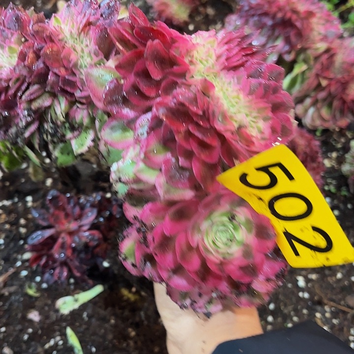 多肉植物倾城的502