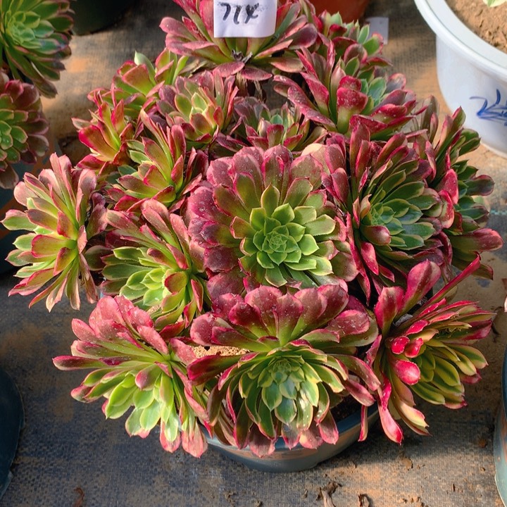 714朝霞锦丛林朵朵