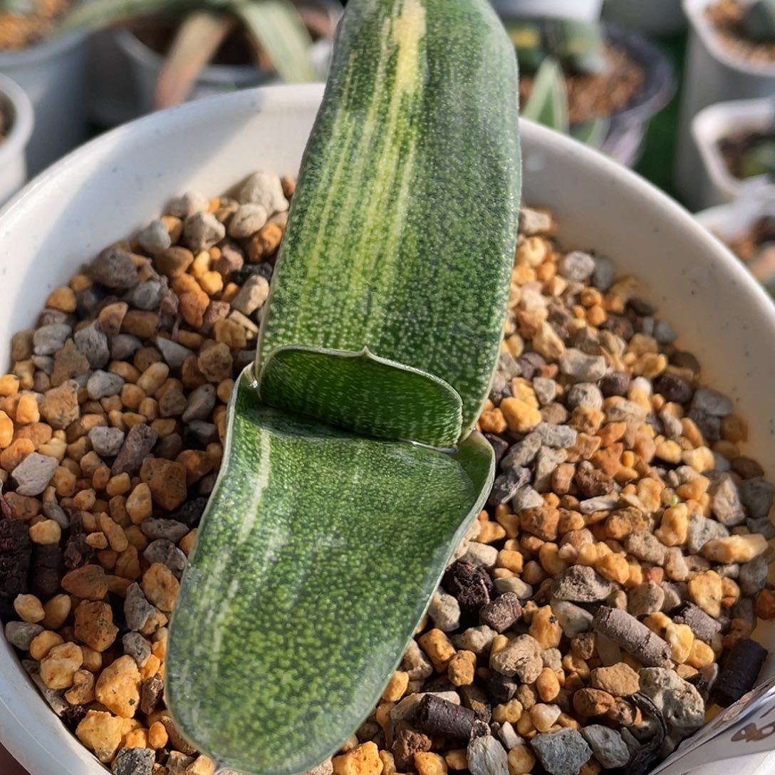 28脱土发货1111111