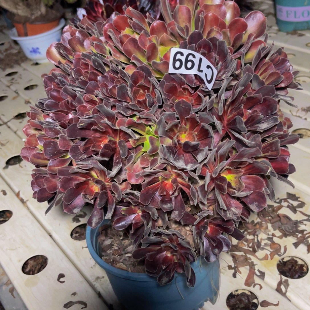 欧若拉法师7///38包邮