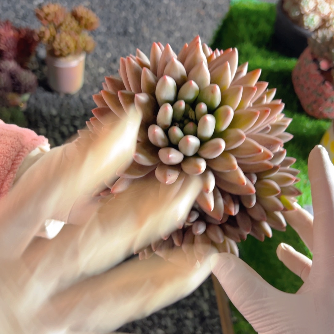 红蜻蜓11111111111111