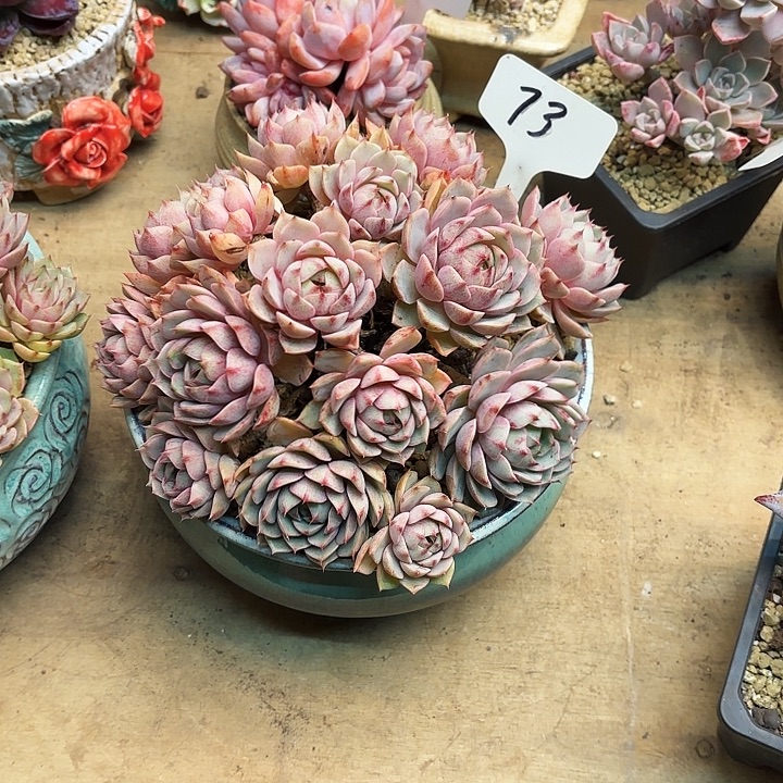 用***3多肉植物，笨吧蒂斯73号