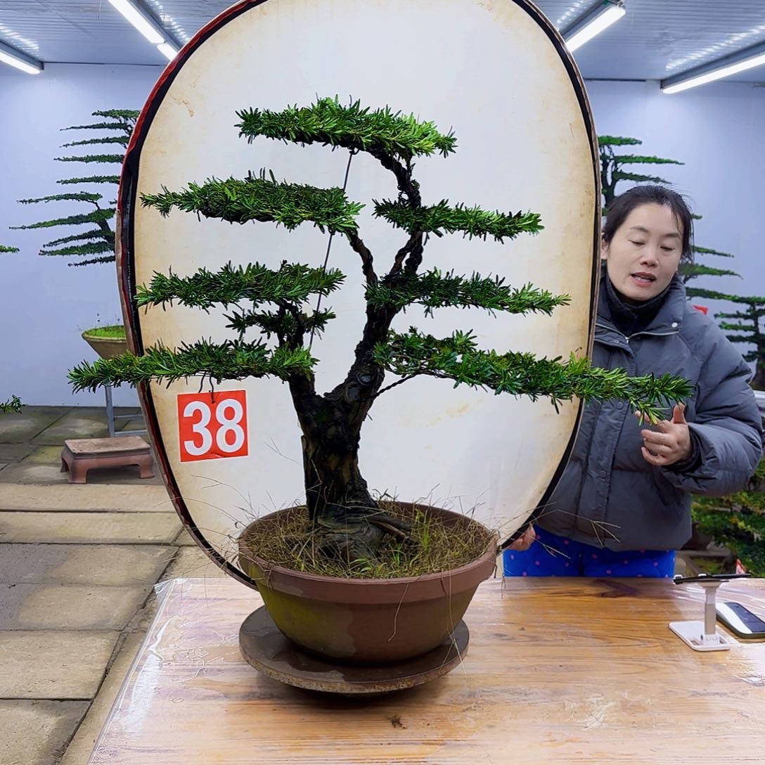 无花朵盆景直播间一物一拍