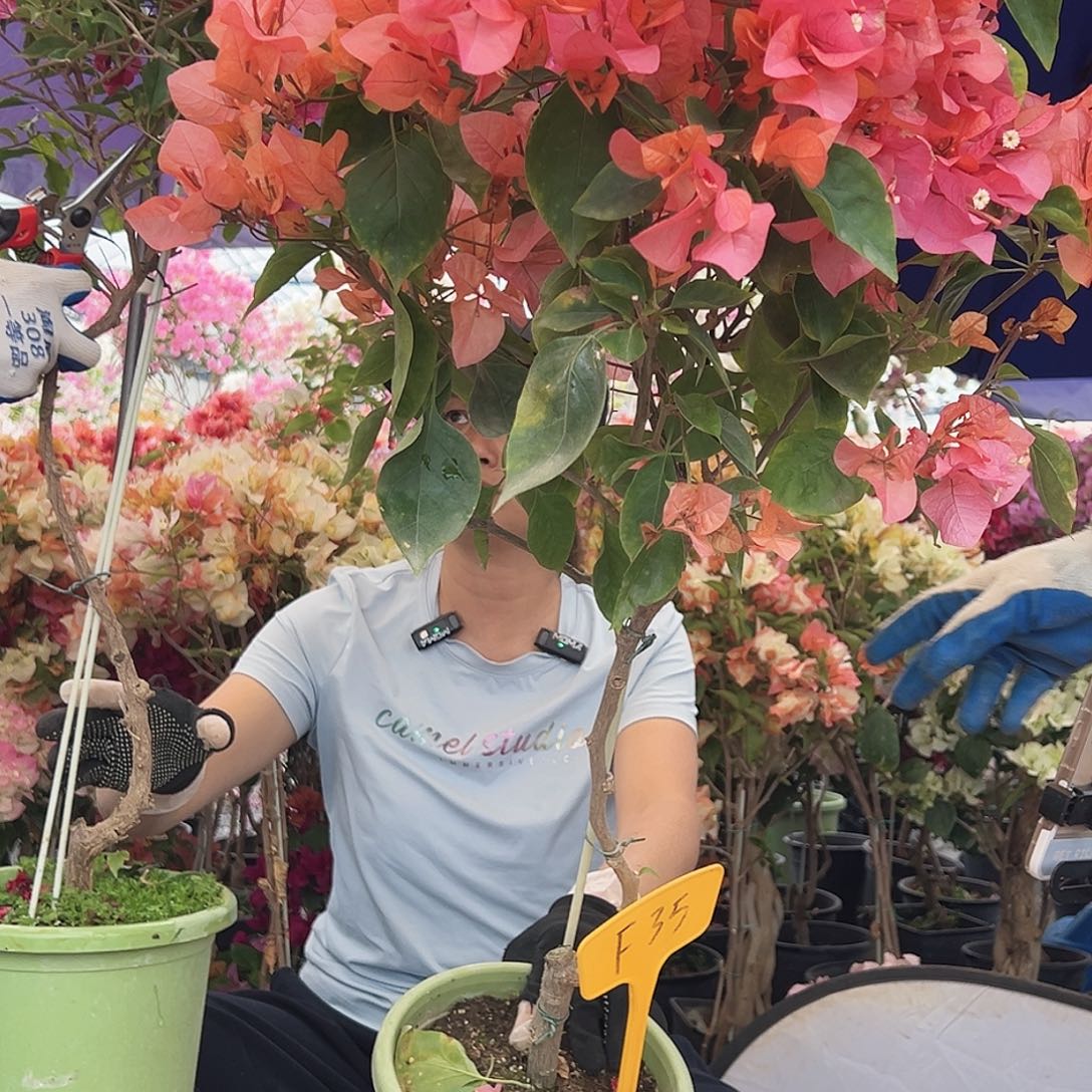 小***小大部分花苞少量开放F35波妹