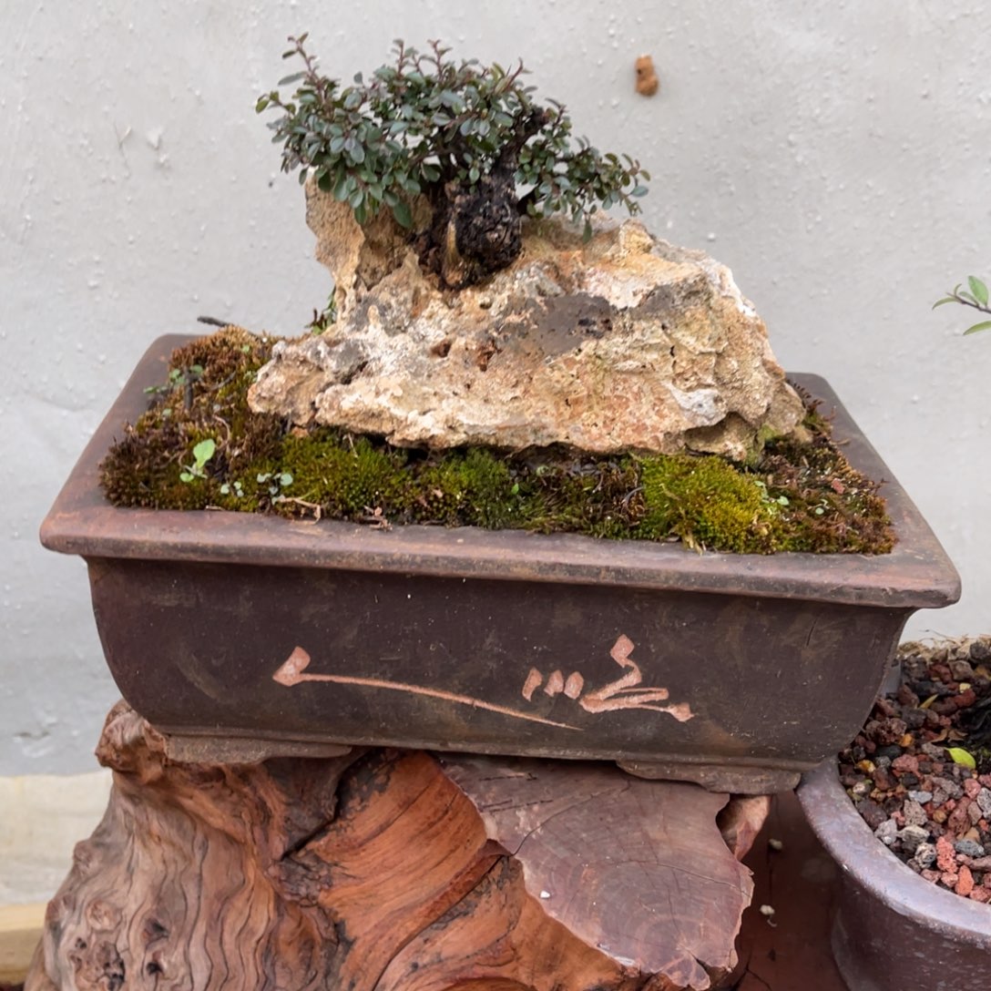 无花朵很漂亮的一款小盆栽