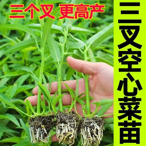 更高产三叉空心菜苗秧带土球多茬采收柳叶空心菜种子四季阳台盆栽