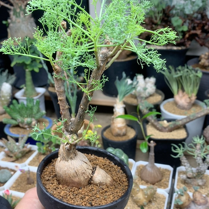 羽叶厚敦菊产地老桩带盆
