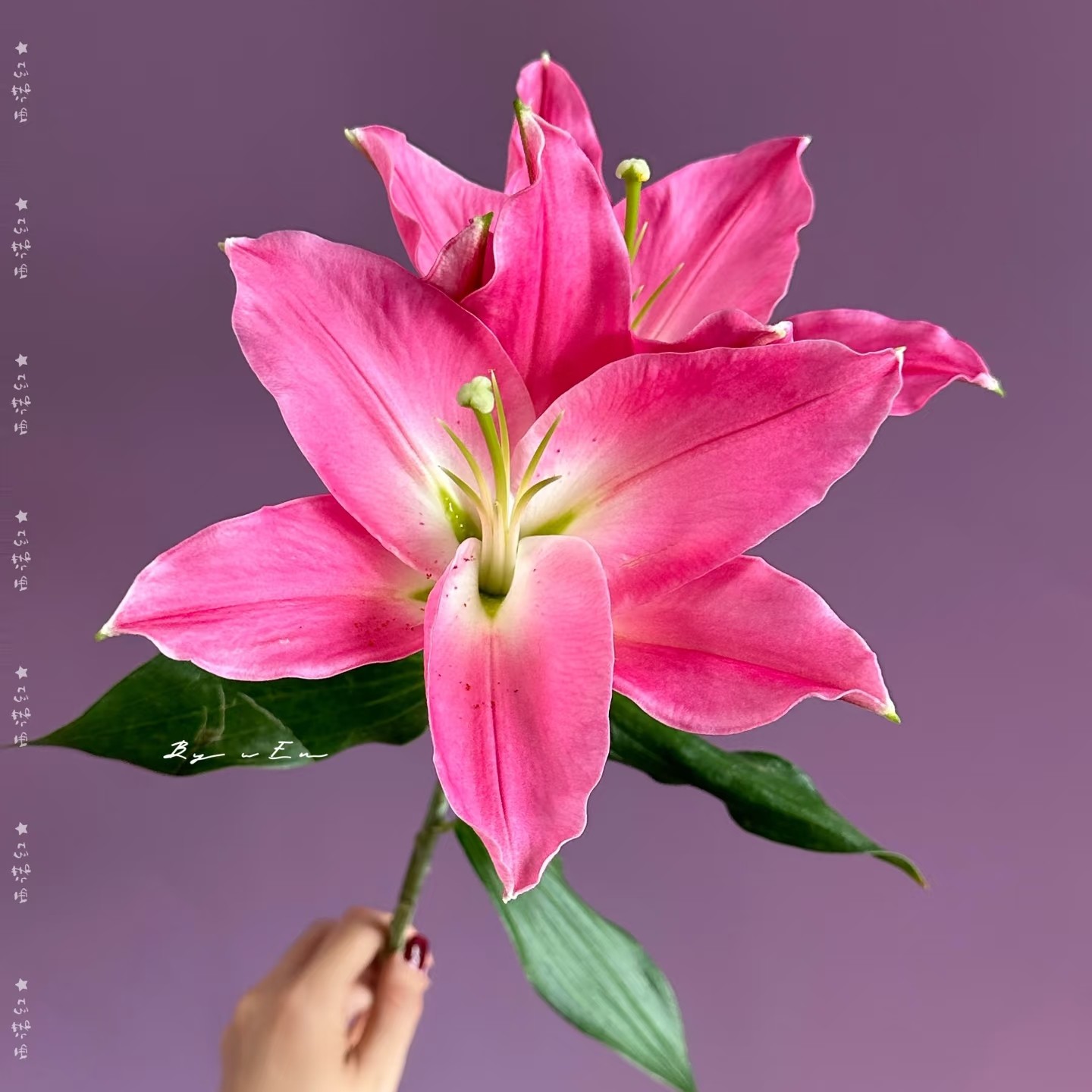 晋宁爱必达基地香水百合弗洛伊德色的西诺红，花期长，未打激素