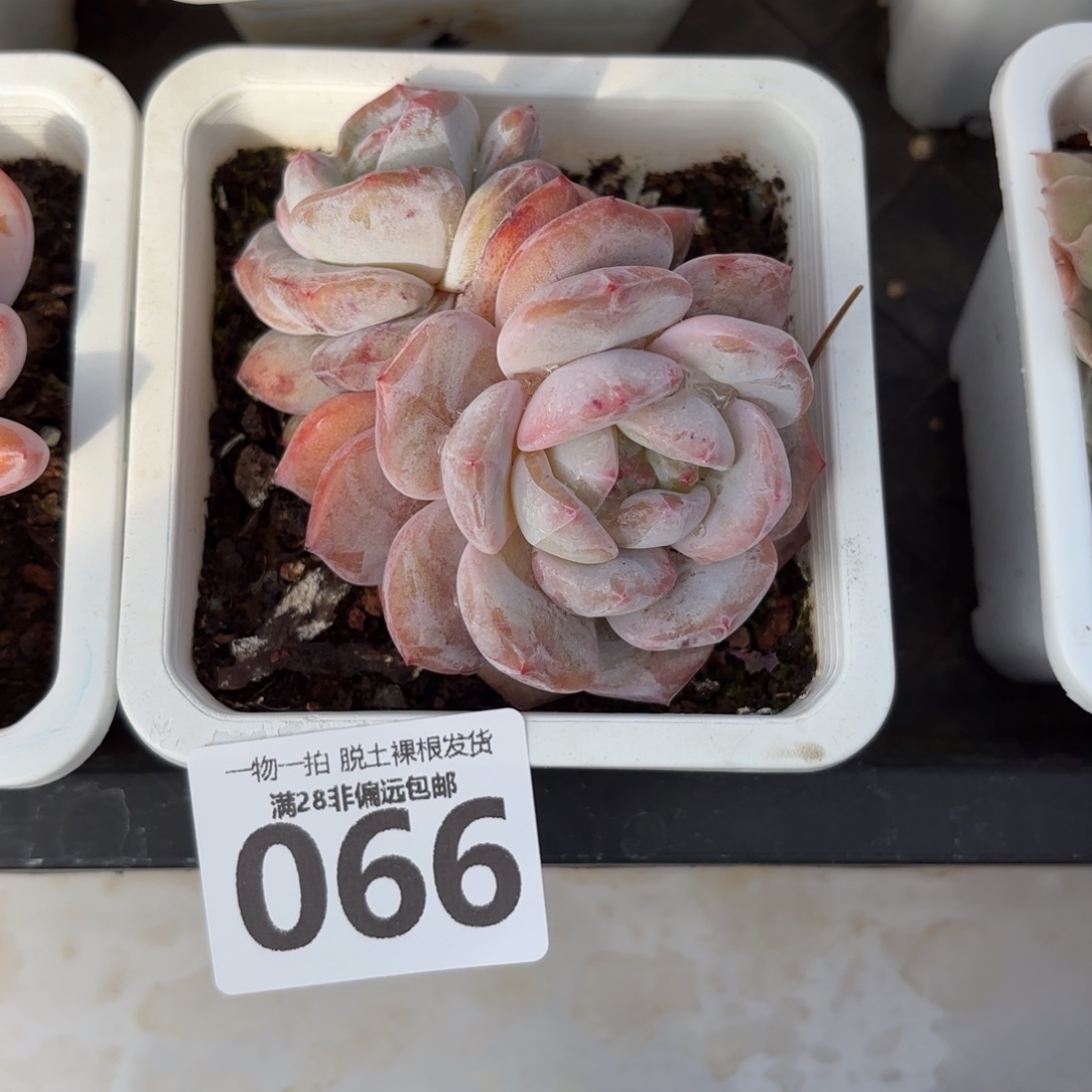 石榴籽多肉无盆土发货