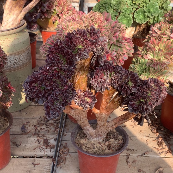 937欧紫缀多肉法师