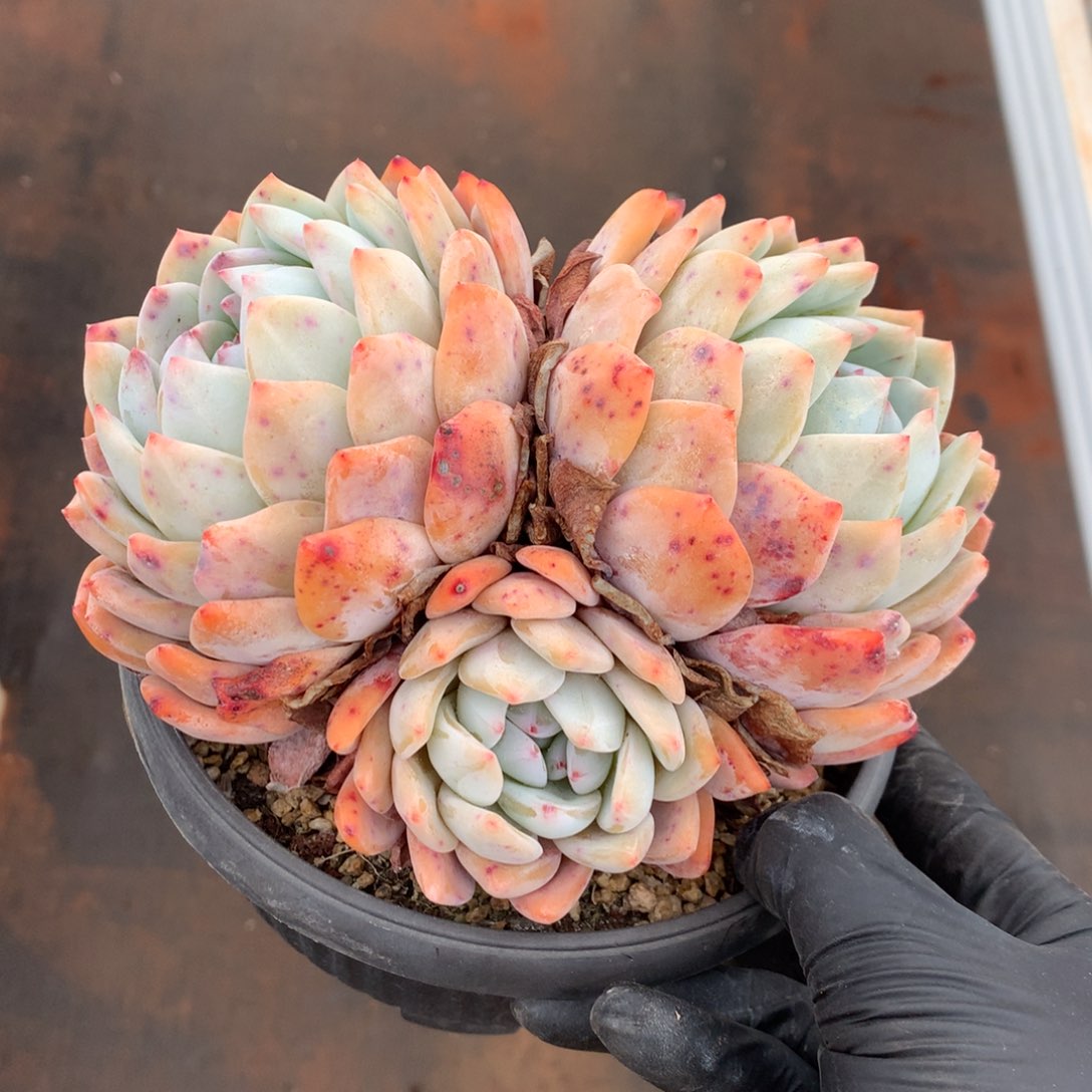 大三头梦露00000000