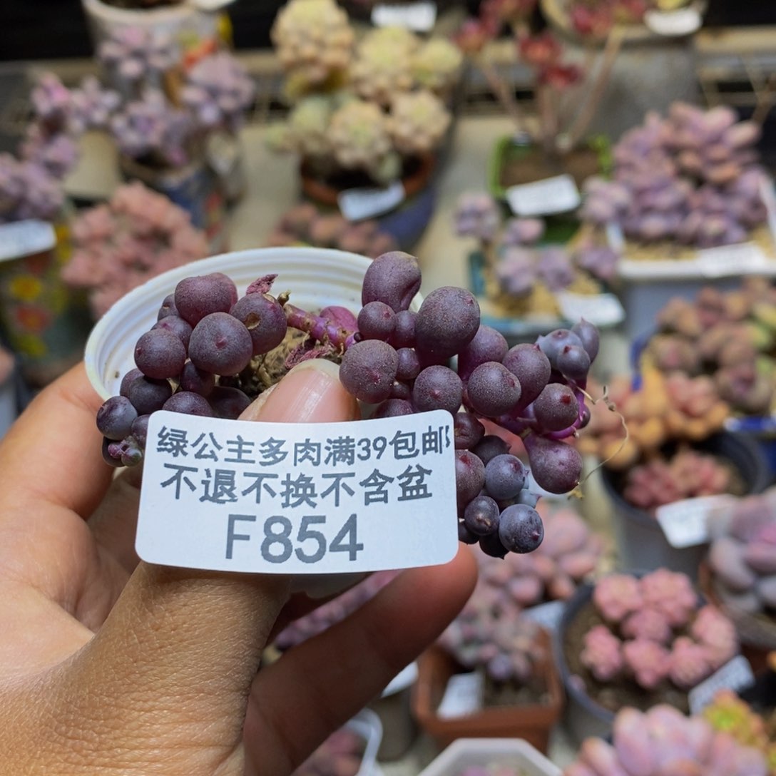 854紫泡泡多肉5c m