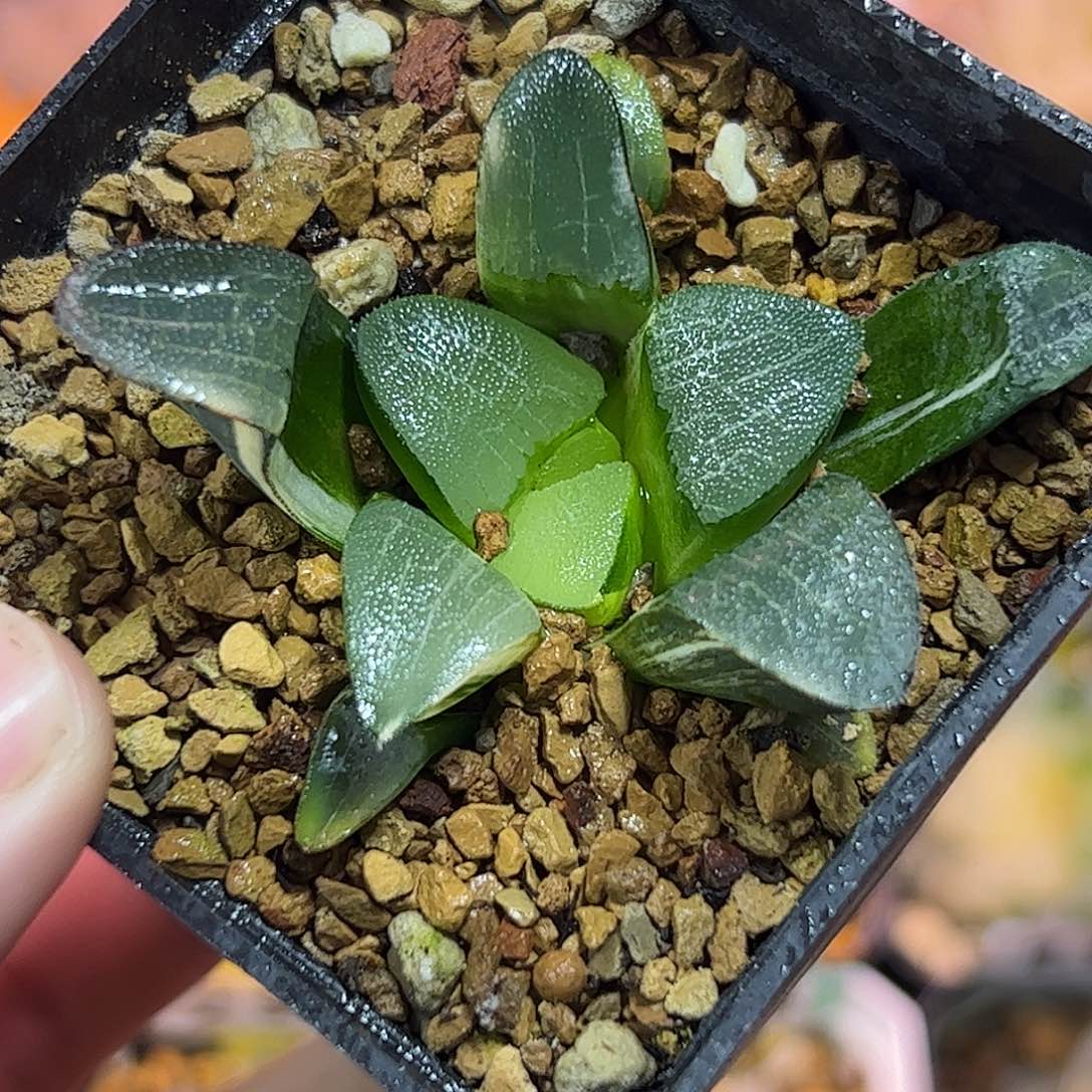 大黑天克锦十二卷多肉植物