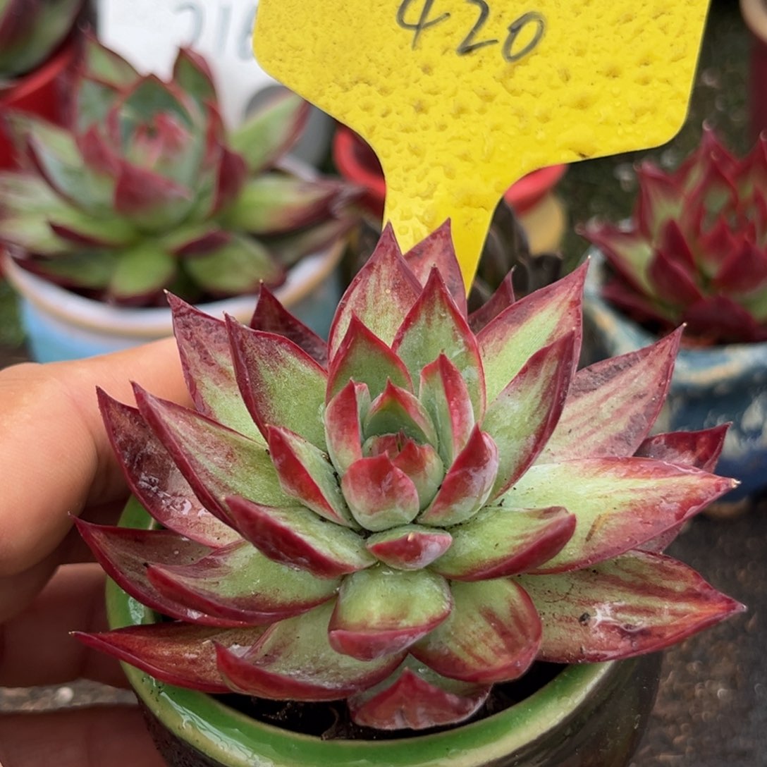 惊鸿一物一拍包装收缩花旱420