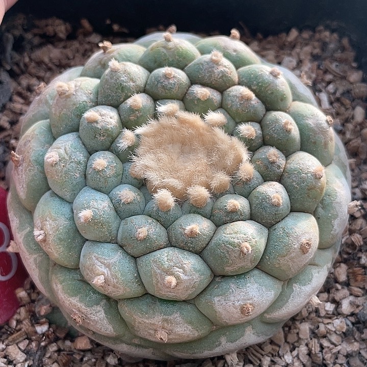 仙人球落地自根8公分43