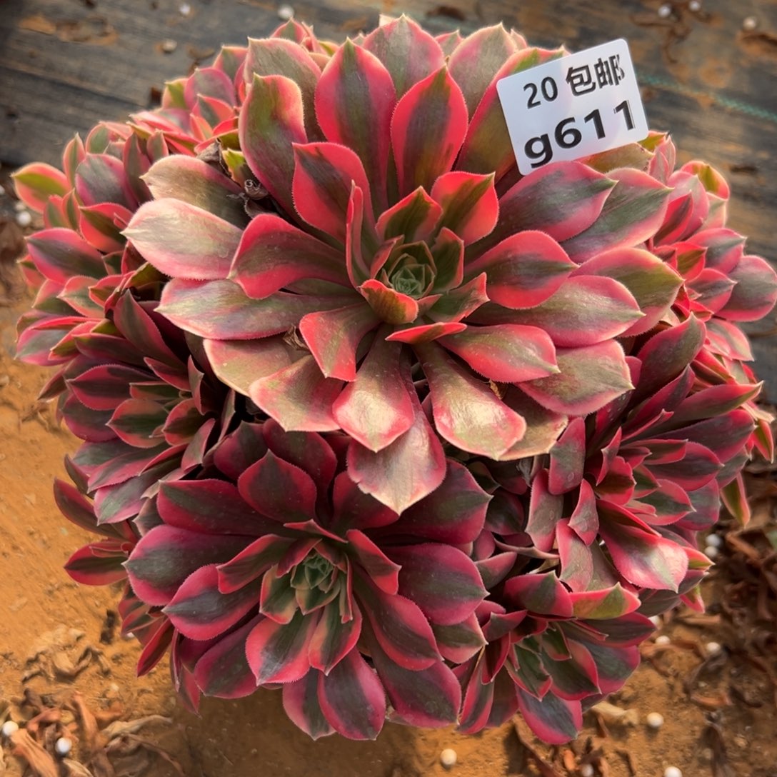 611女妖，满20包邮嘟叮熊