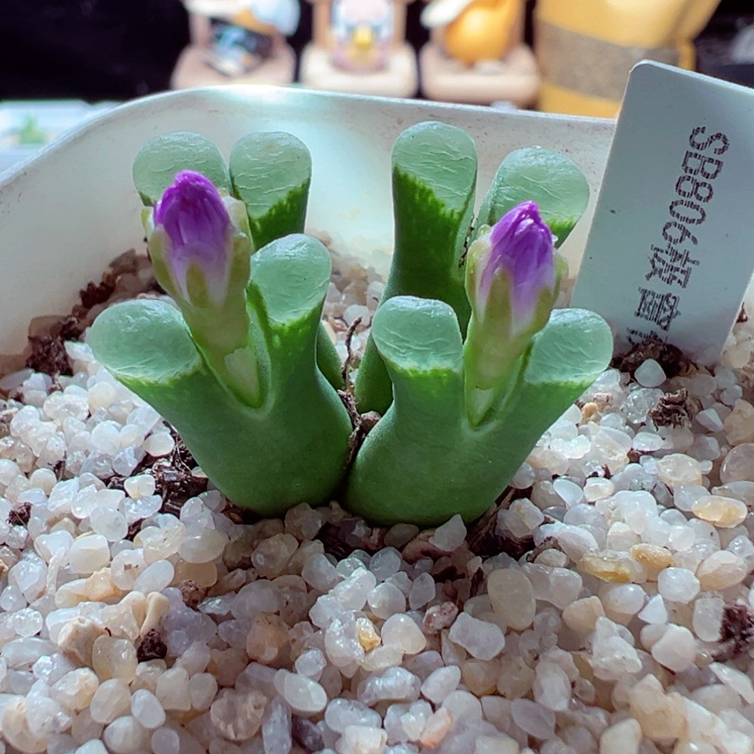 1112-414多肉多肉极窗