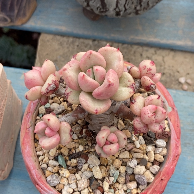 【闪购商品】奶油鳄梨