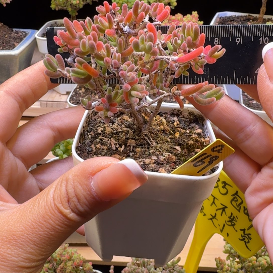 a169号钻石黄化锦冠服7厘米左右