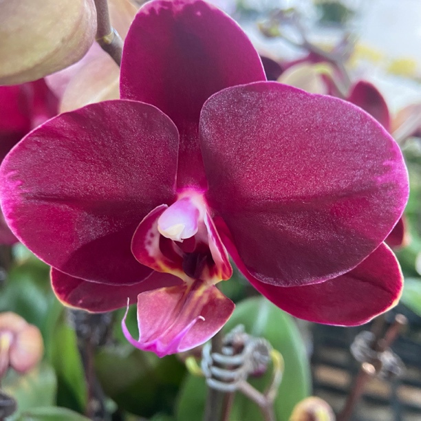 蝴蝶兰【黑红宝石】中花型 丝绒质感 黑红色带花发货 高端花卉