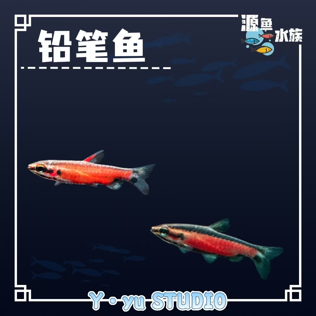 铅笔鱼/热带鱼/观赏鱼/南美灯鱼/草缸/南美缸/不分公母/混养