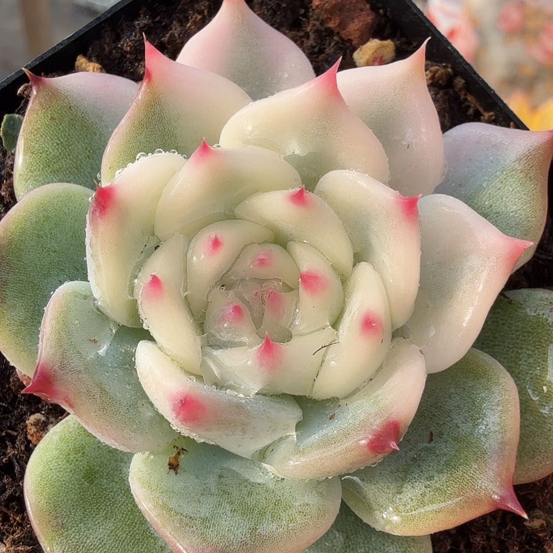 吉娃娃锦，多肉植物