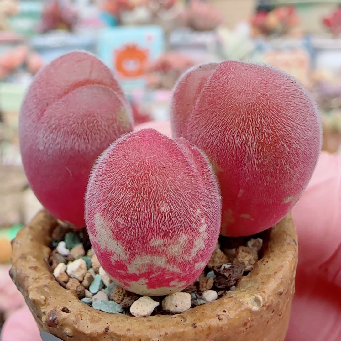 可爱毛翠滴 盆口2.5cm