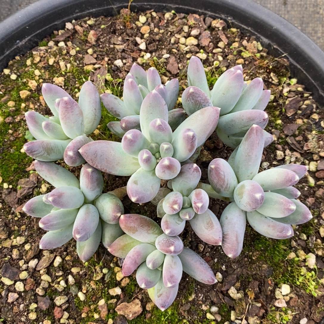 自然群美人母本，1234567891