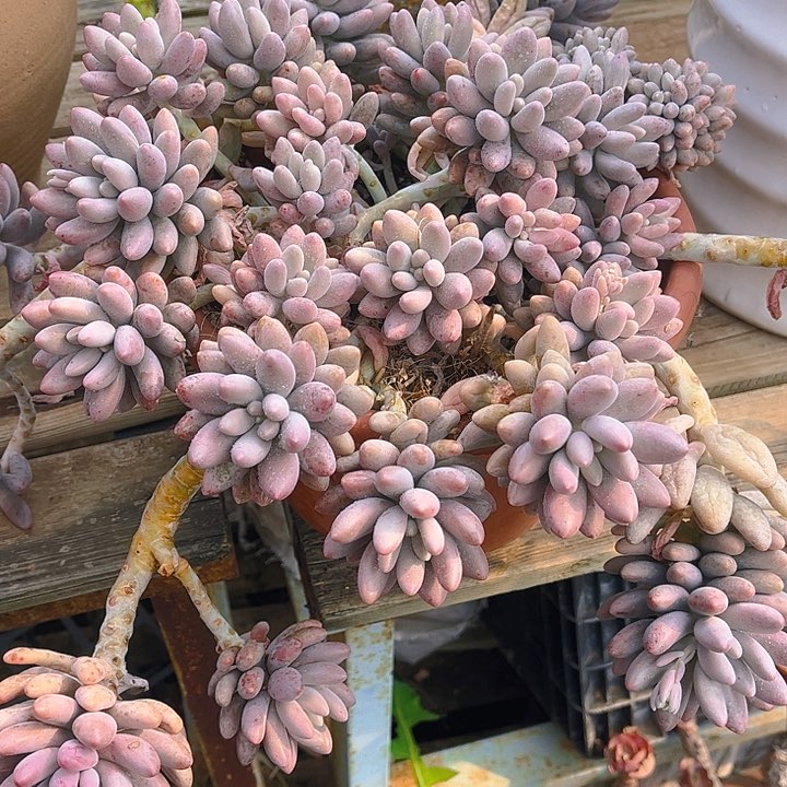 一*梅多肉植物保护8888888