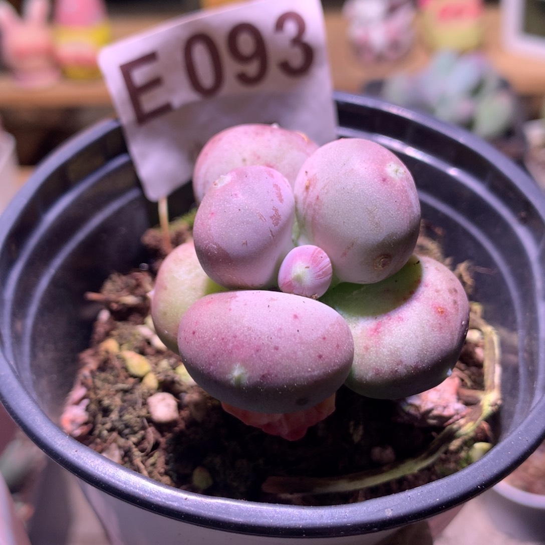 小屁桃奶酪多肉小屁桃