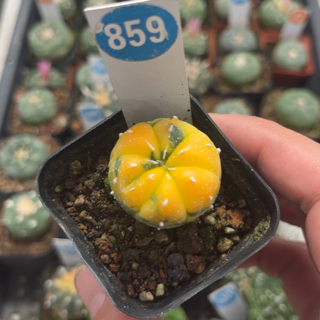 859实生兜锦带盆带土发货