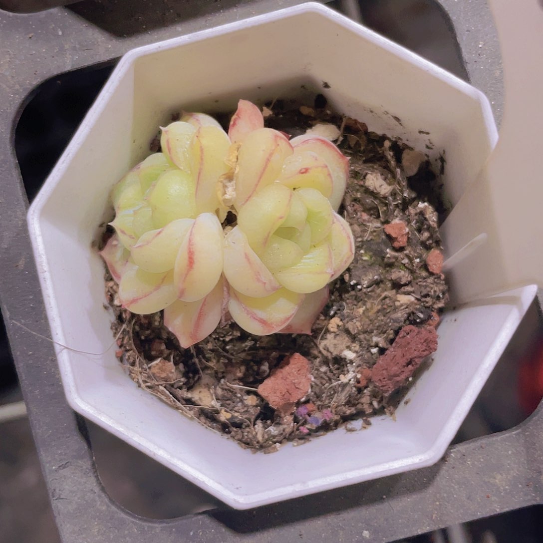 胖虎a075一物一拍