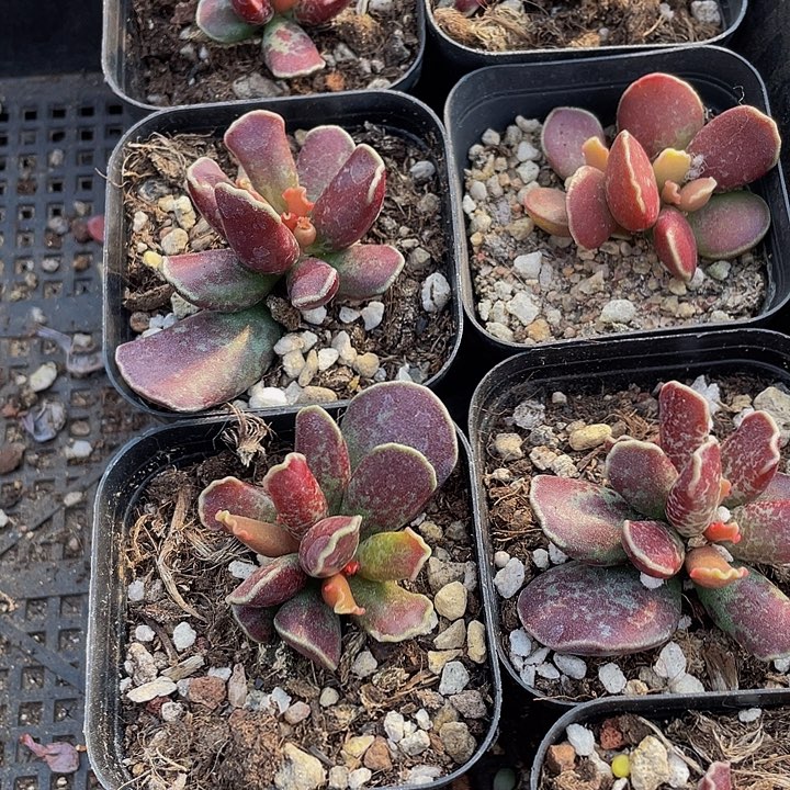 紫库博带盆土发货