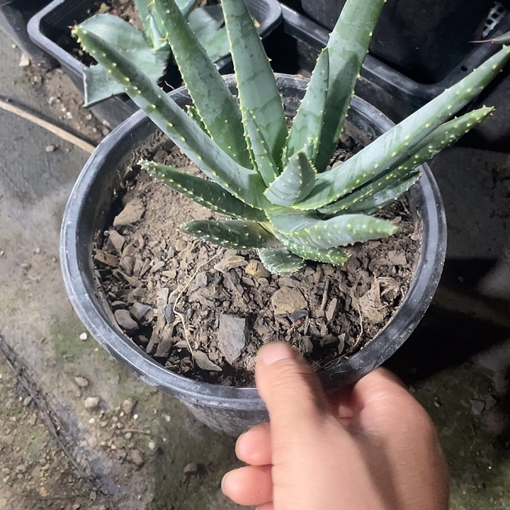 无花朵芦荟多枝356