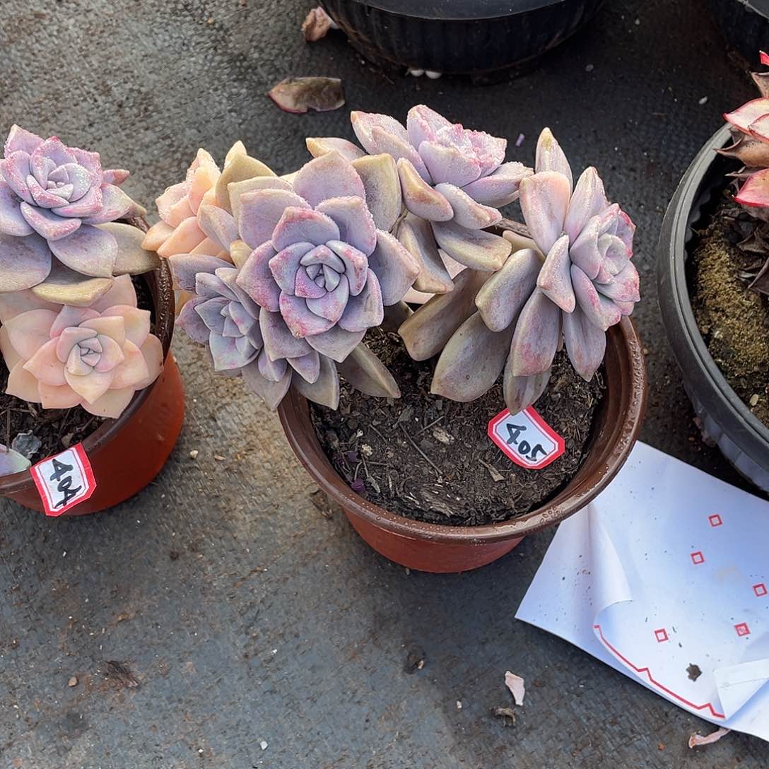 405紫乐锦 一物一拍多肉