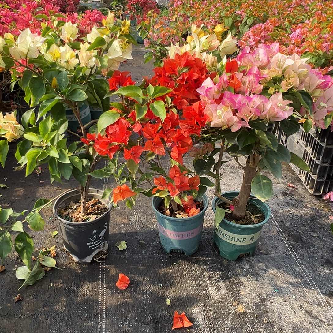 大部分花苞少量开放浅彩虹，红桑巴，皇后组合