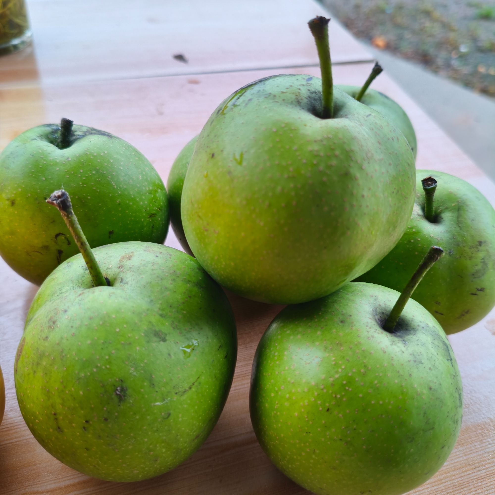 3号（冶父明圣村）翠冠9斤