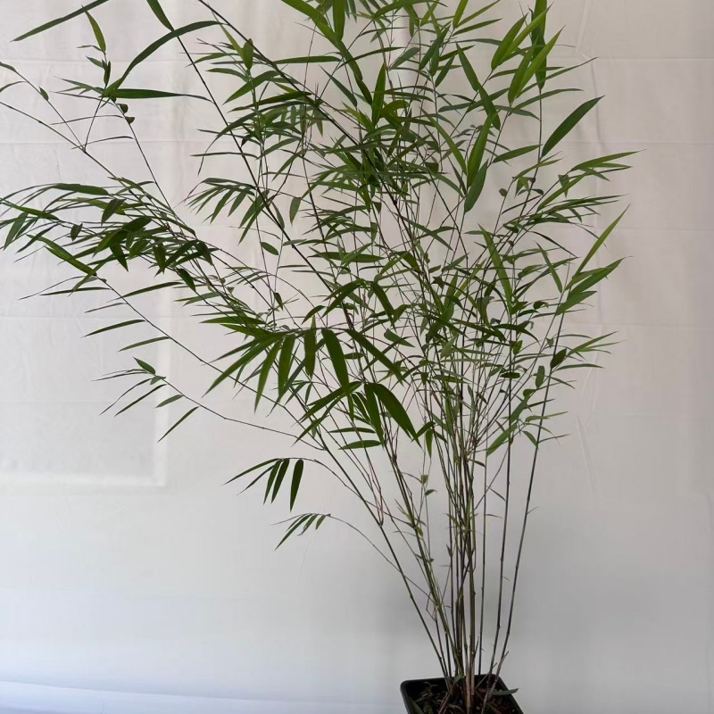 【直播间一物一拍】台湾内门竹四季常青室内茶桌绿植装饰好养盆景