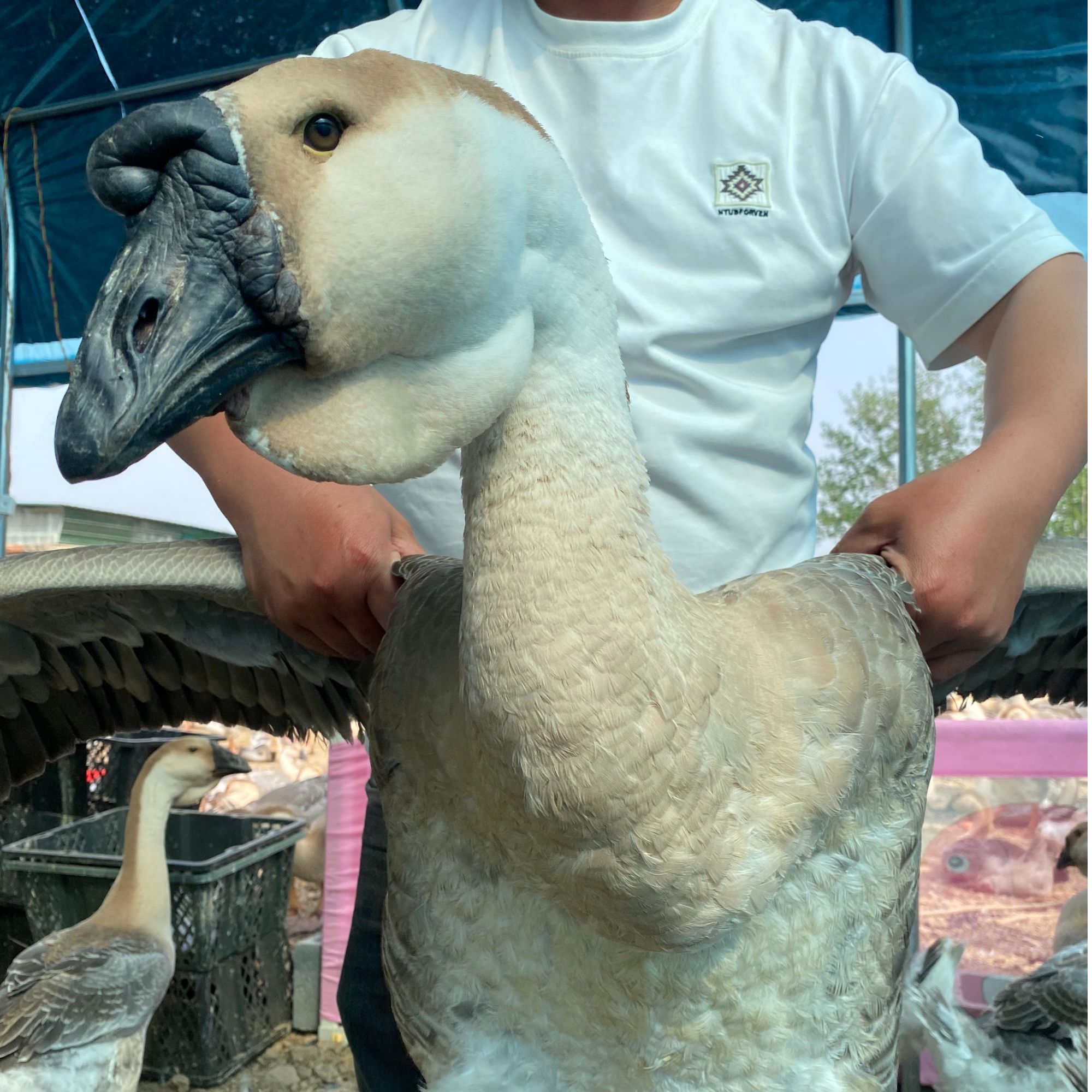 九华 纯种狮子头宠物10斤（大宠）