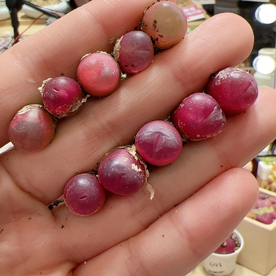 【闪购商品】56 吕氏x10