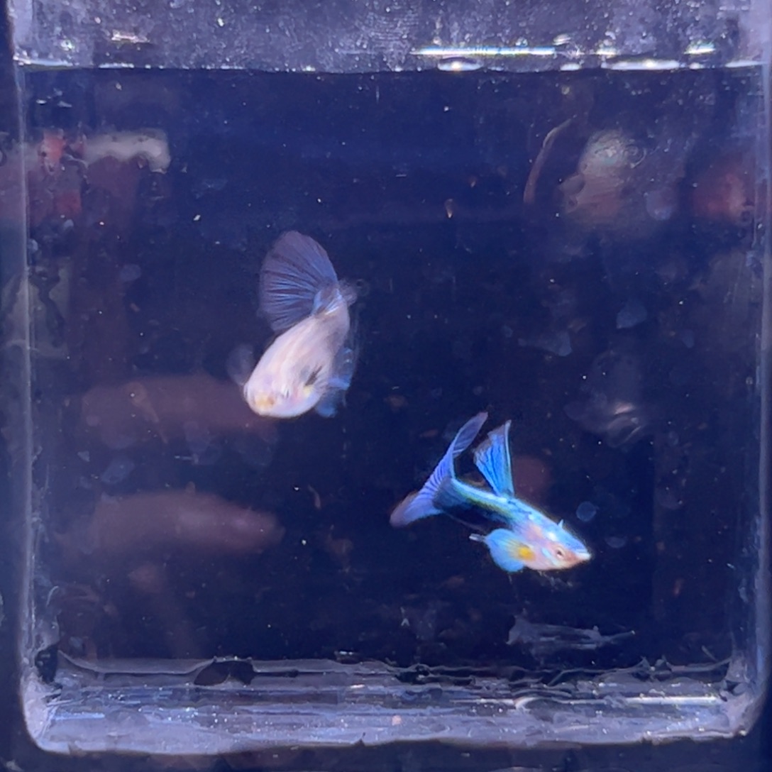 孔雀鱼蓝礼服两公一母