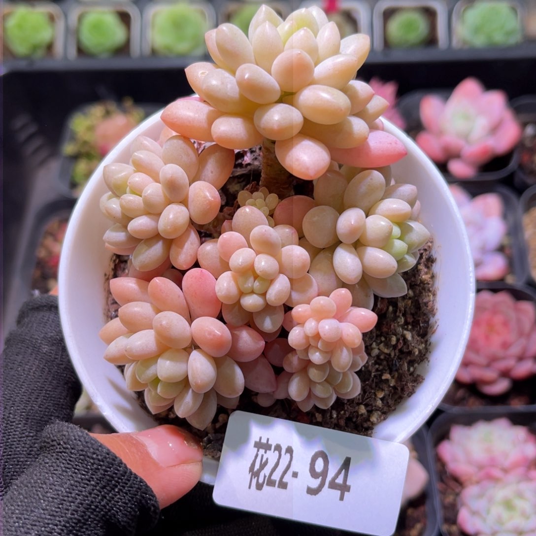 花22-94洛可可群生