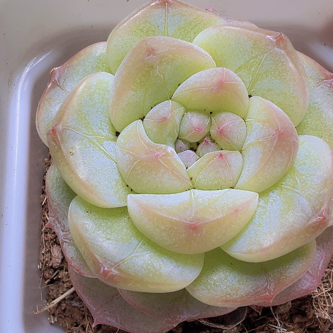 纹星珍妮19包邮多肉植物